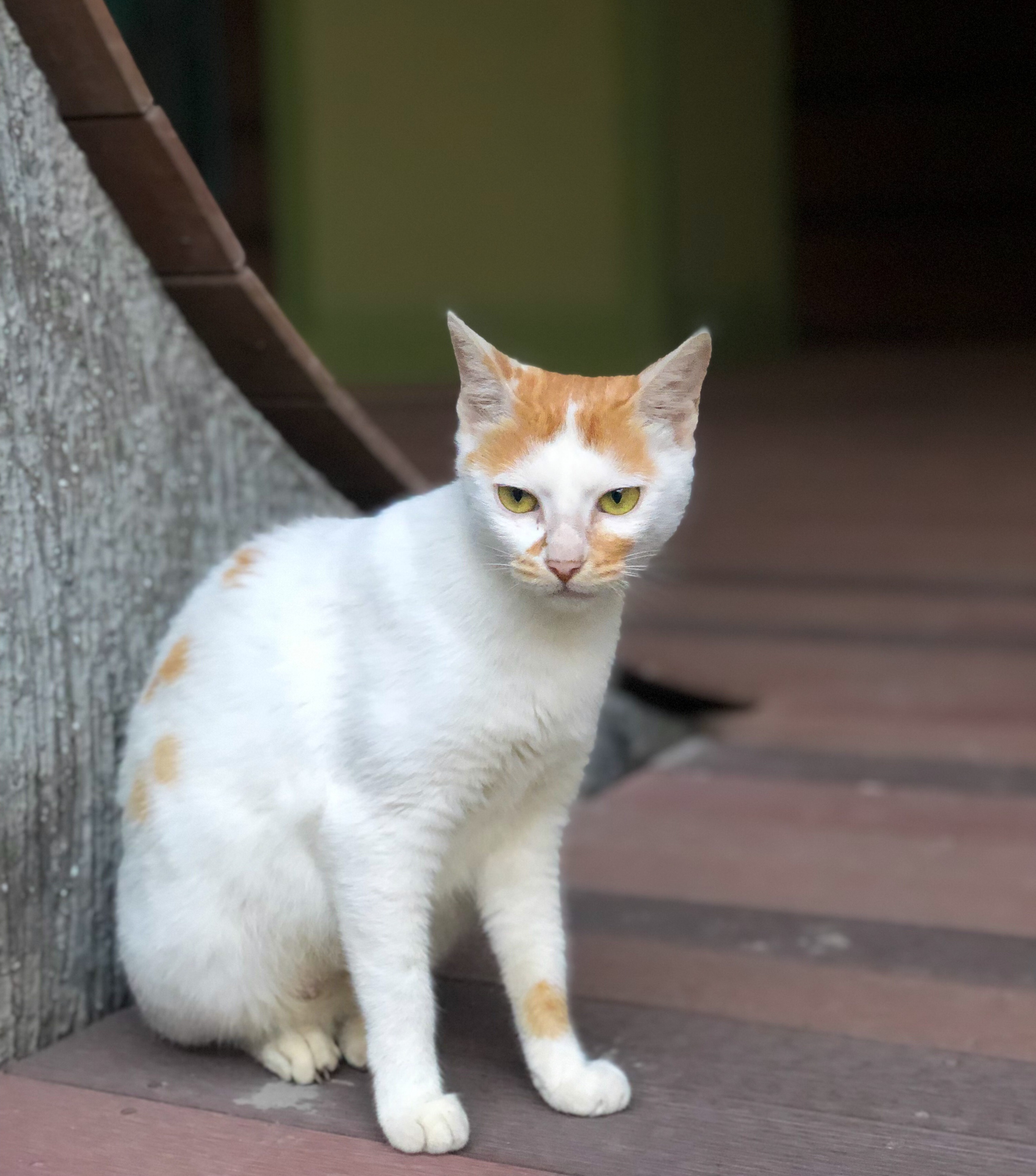 Cat | 2019.07 at Haining, China